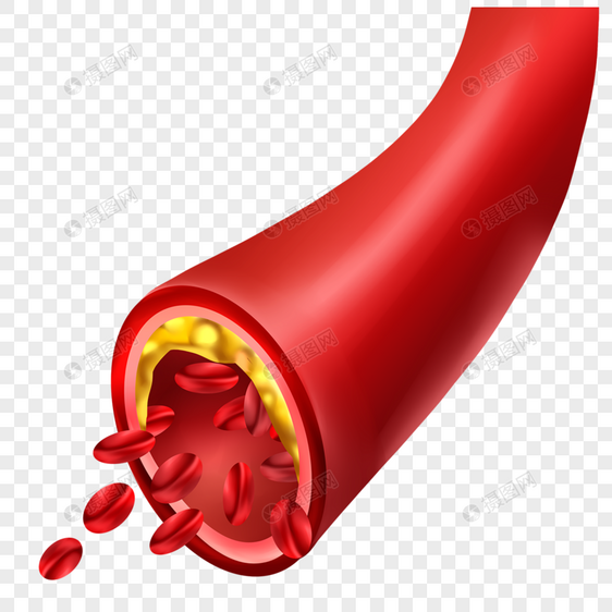 人体血管脂肪医学插图图片