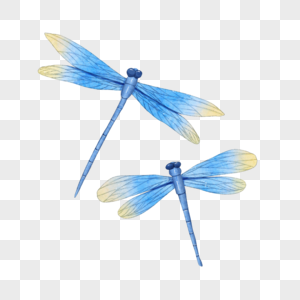 蜻蜓水彩蓝色昆虫图片