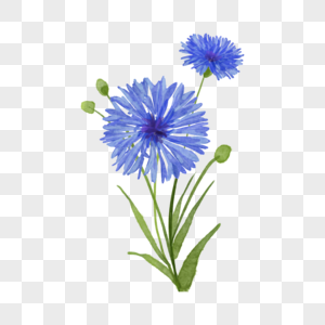 蓝色水彩花卉植物车矢菊图片