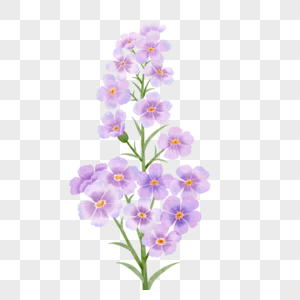 粉紫色勿忘我水彩花卉图片