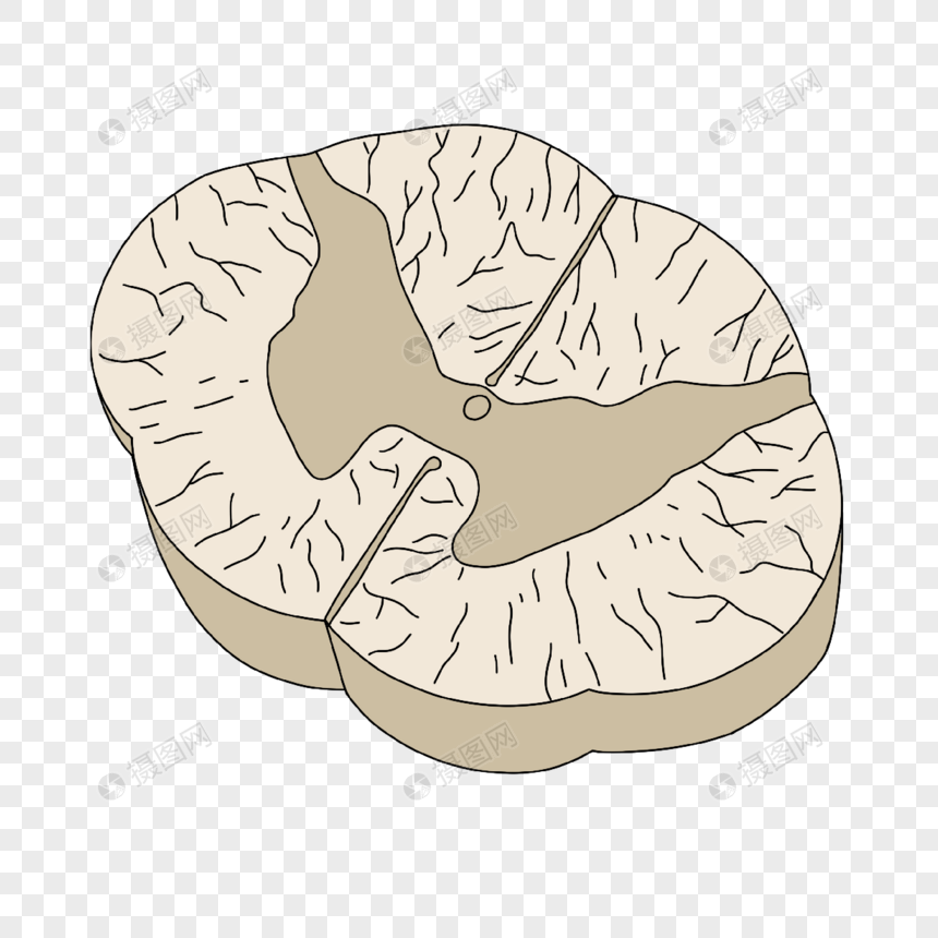 神经病学脊髓脊神经插画图片