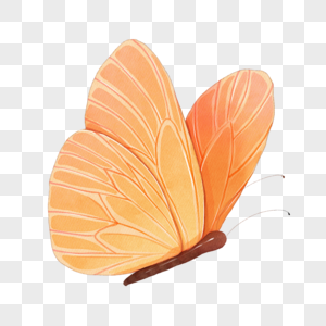 水彩橙色蝴蝶图片