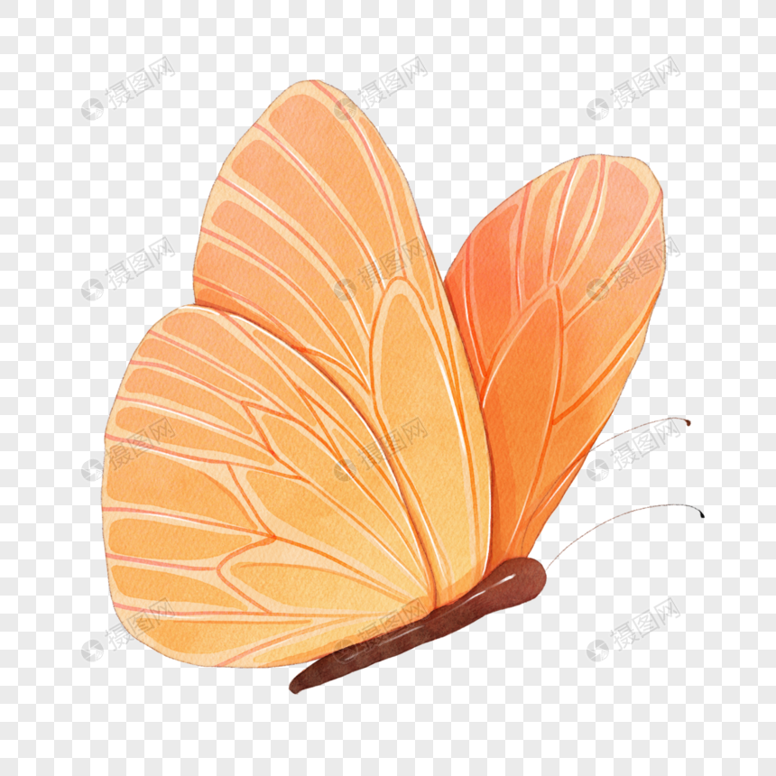 水彩橙色蝴蝶图片