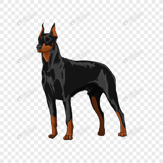 威武的黑色杜宾犬图片