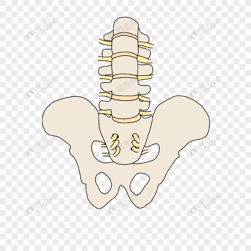 神经病学盆骨脊椎神经插画图片