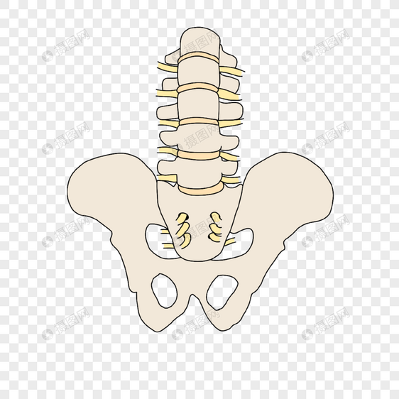 神经病学盆骨脊椎神经插画图片