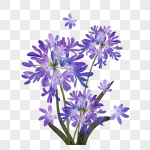 百子莲水彩花卉紫色植物图片