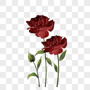 玫瑰勃艮第水彩婚礼红色花卉图片