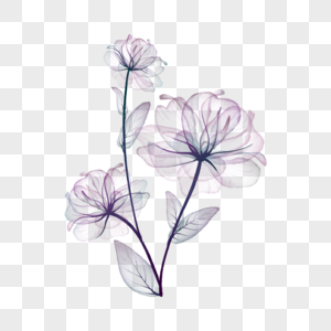 芳香透明水彩花卉图片