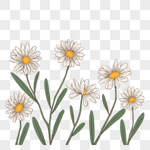 勾线型描边的美丽雏菊花束图片