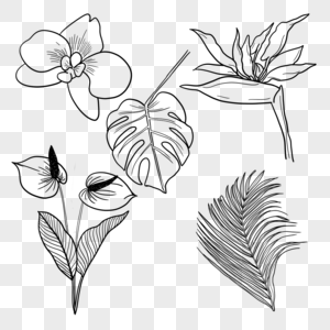 热带植物花卉叶子线稿红掌棕叶天堂鸟蝴蝶兰图片