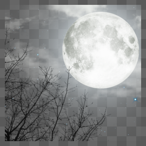 月亮照射下的树林图片