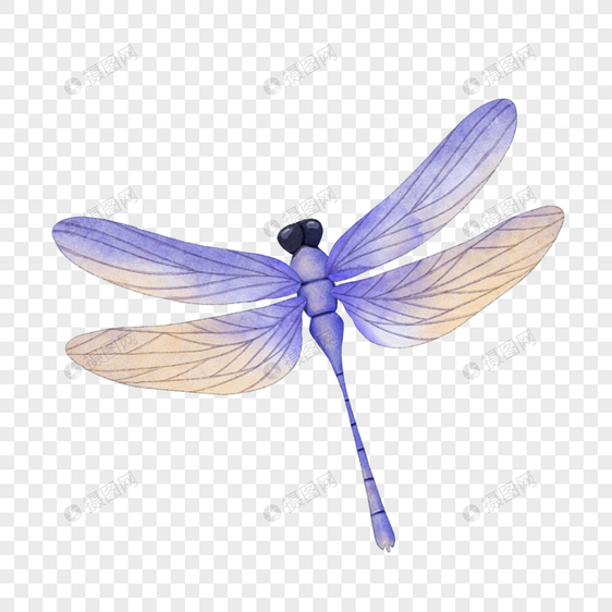 紫色蜻蜓昆虫水彩图片