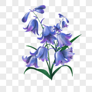 水彩风格蓝紫色蓝铃花婚礼植物图片