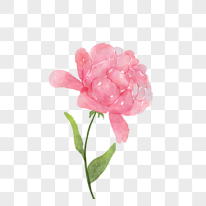 水彩花卉粉色牡丹花图片
