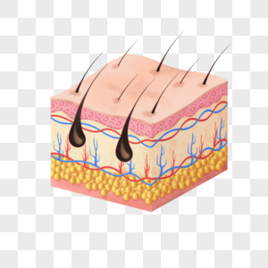 卡通皮肤结构模型表皮图片