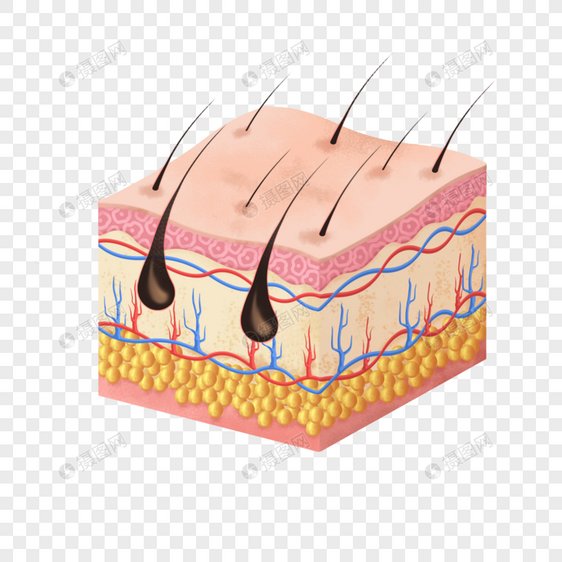 卡通皮肤结构模型表皮图片