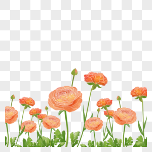 水彩婚礼橙色花卉花毛茛边框图片