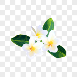 白色水彩鸡蛋花叶子花卉图片