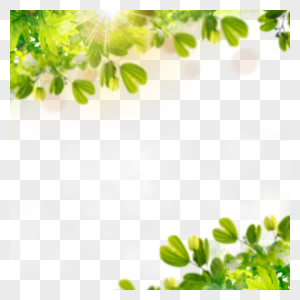光效边框夏季热带树叶图片
