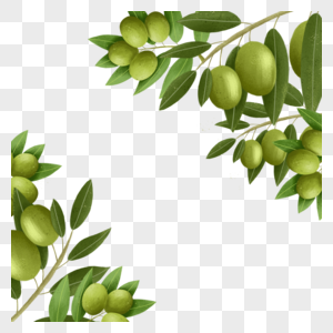 橄榄创意植物边框高清图片