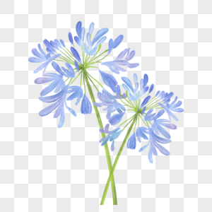 百子莲水彩花卉蓝色花朵图片