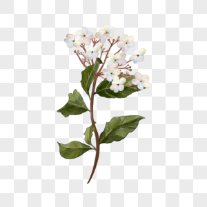 水彩花卉荚蒾花白色高清图片