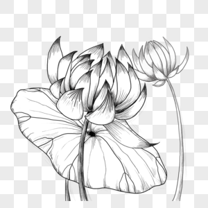 莲叶盛开的莲花黑白素描图片