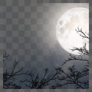 夜晚月亮照耀着树林图片