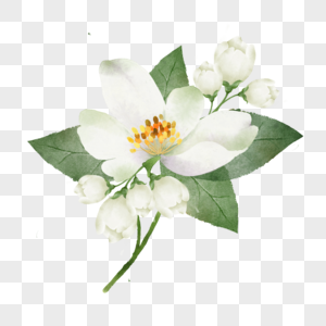 白色茉莉花水彩花卉绿色叶子图片