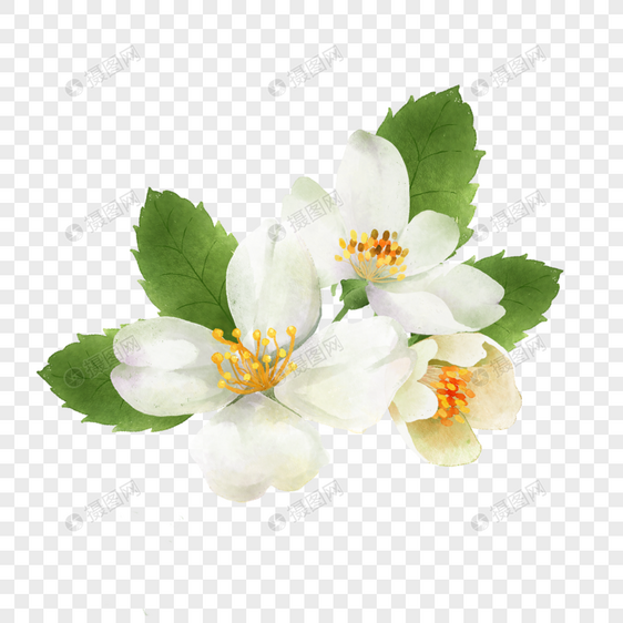 新鲜茉莉花水彩花卉图片