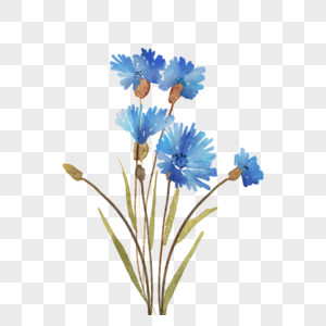 车矢菊蓝色野花花卉图片