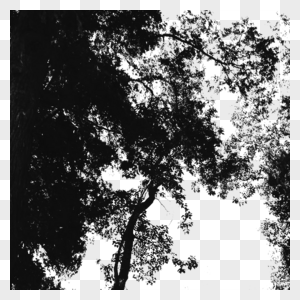 树和树枝的轮廓树叶树荫图片