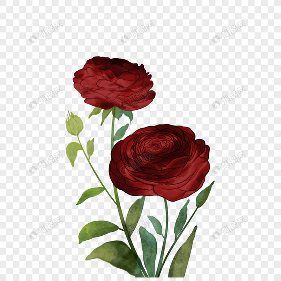 玫瑰勃艮第水彩婚礼花卉图片