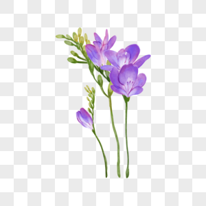 苍兰紫色婚礼花卉水彩图片