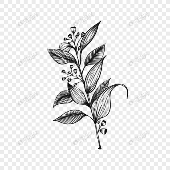 素描风格线条简约桉树叶植物图片