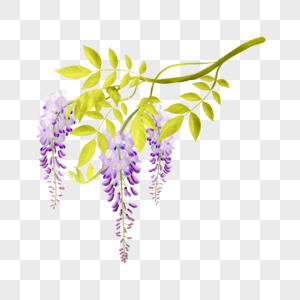紫藤花水彩植物紫色花卉图片