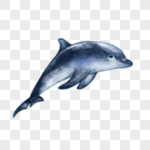 微笑的蓝色水彩海豚图片