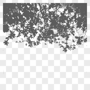 白墙上树的叶子和花朵投下的阴影图片