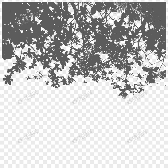 白墙上树的叶子和花朵投下的阴影图片
