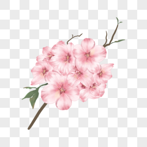 超美粉色水彩樱花花朵图片