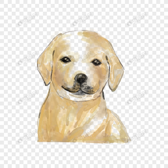 水彩的金毛狗图片