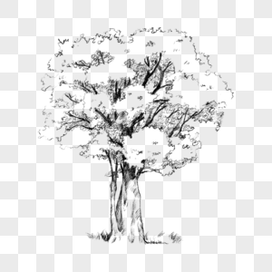 素描风格线条树木图片