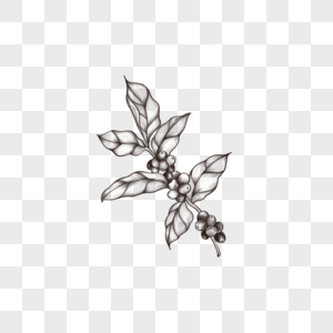 素描黑白简约咖啡豆种子植物图片