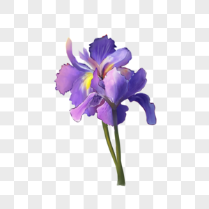 水彩花卉鸢尾花紫色植物图片