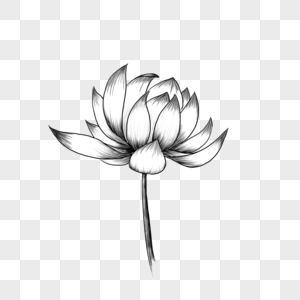 单个黑白素描莲花盛开图片