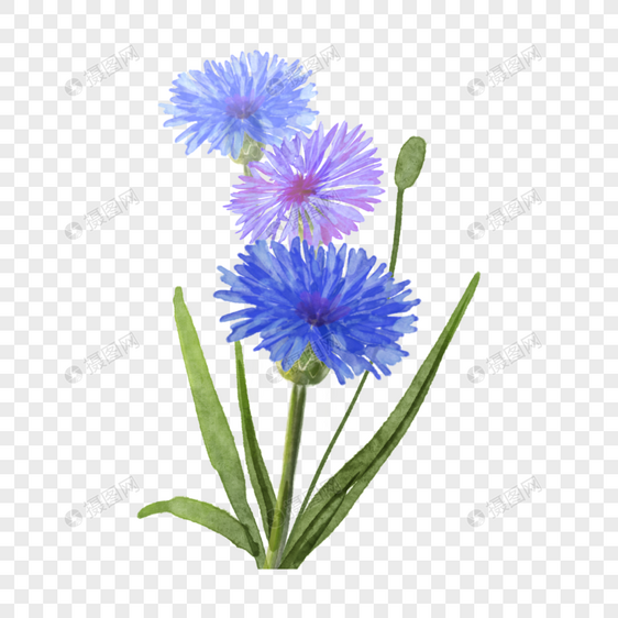 水彩花卉蓝色矢车菊图片