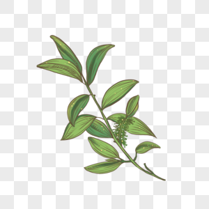 水彩复古茶树植物插画图片