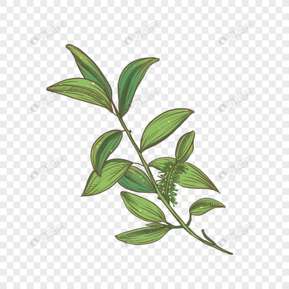 水彩复古茶树植物插画图片