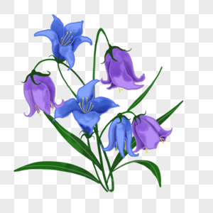 紫色蓝铃花花卉水彩植物婚礼鲜花图片